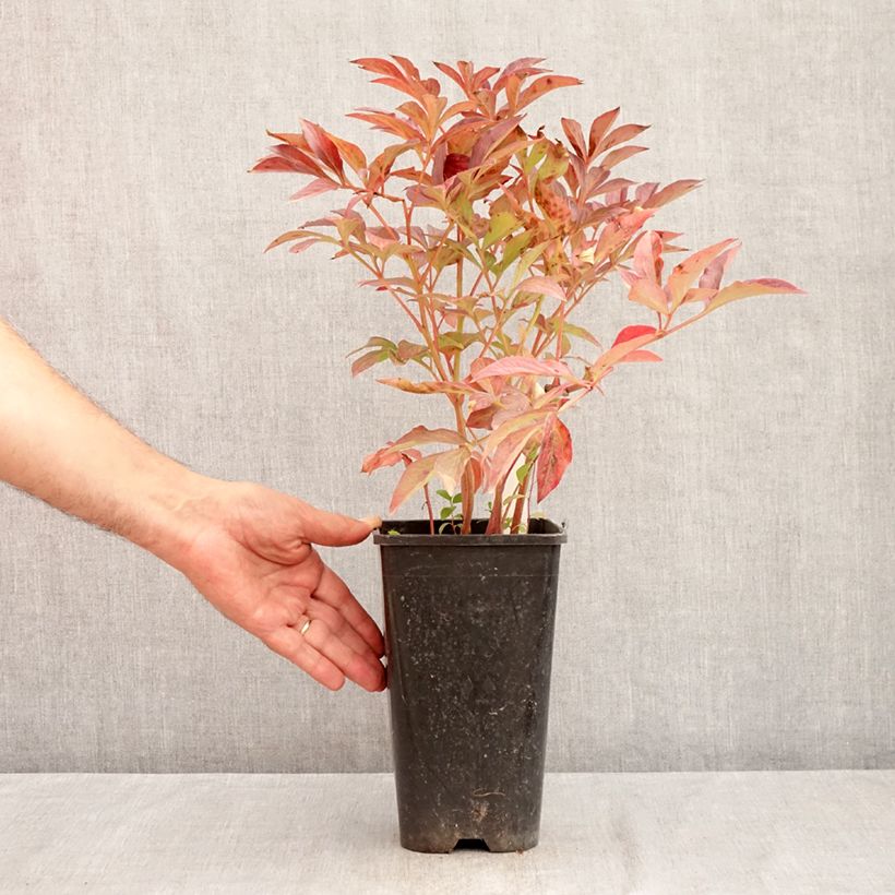 Amostra de Peónia chinesa Bouquet Perfect Vaso de 3 L/4 L tal como entregue no verão