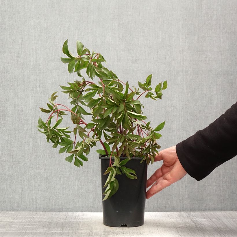 Amostra de Pivoine lactiflora Bouquet Perfect Vaso de 3 L/4 L tal como entregue na primavera