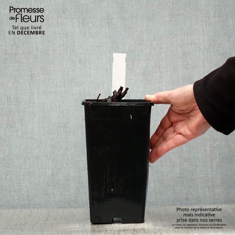 Amostra de Peónia chinesa Bowl of Beauty Vaso de 3 L/4 L tal como entregue no inverno