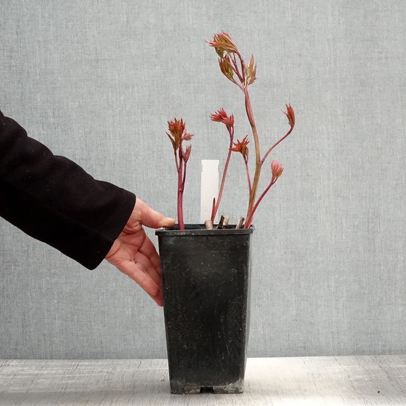 Amostra de Peónia chinesa Bowl of Beauty Vaso de 3 L/4 L tal como entregue na primavera