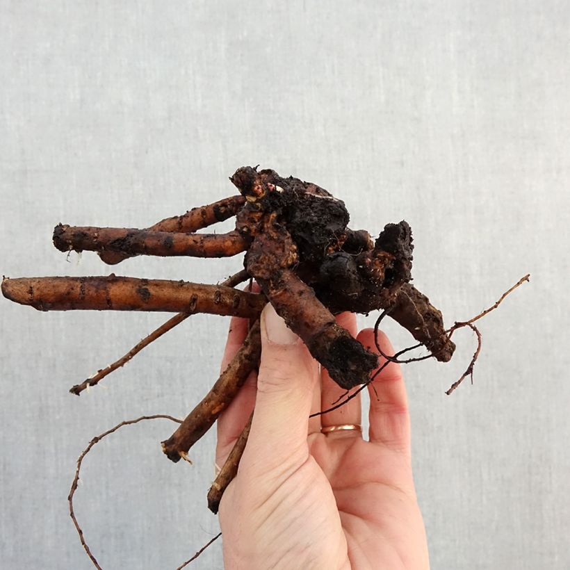 Amostra de Peónia chinesa Bowl of Beauty Cepo 3/5 olhos tal como entregue no inverno