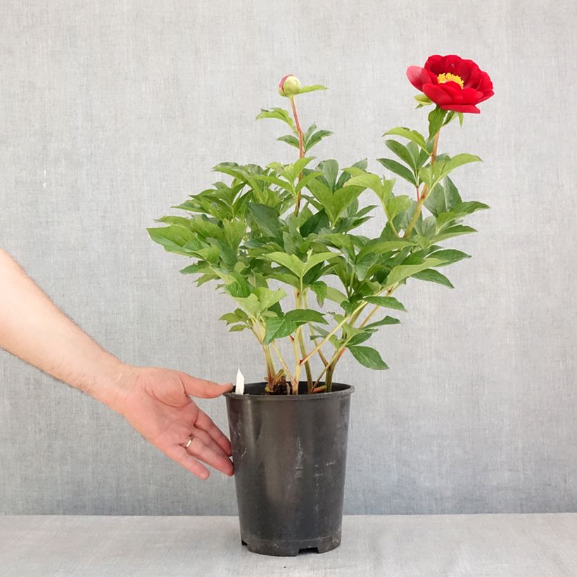 Amostra de Peónia chinesa Buckeye Belle Vaso de 3 L/4 L tal como entregue no verão