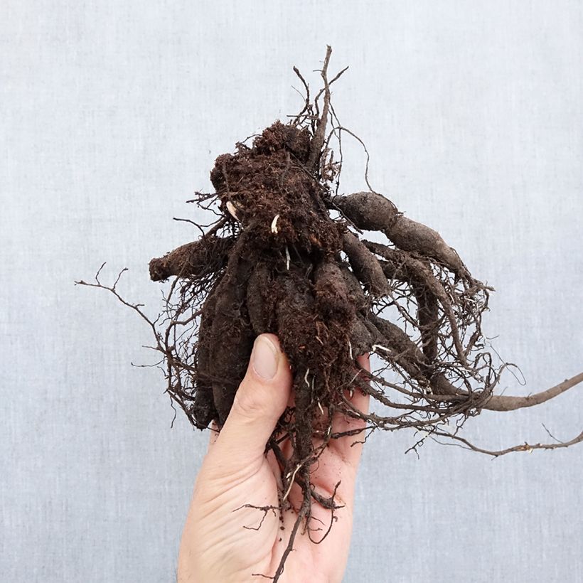 Amostra de Pivoine lactiflora Buckeye Belle Cepo 3/5 olhos tal como entregue no inverno