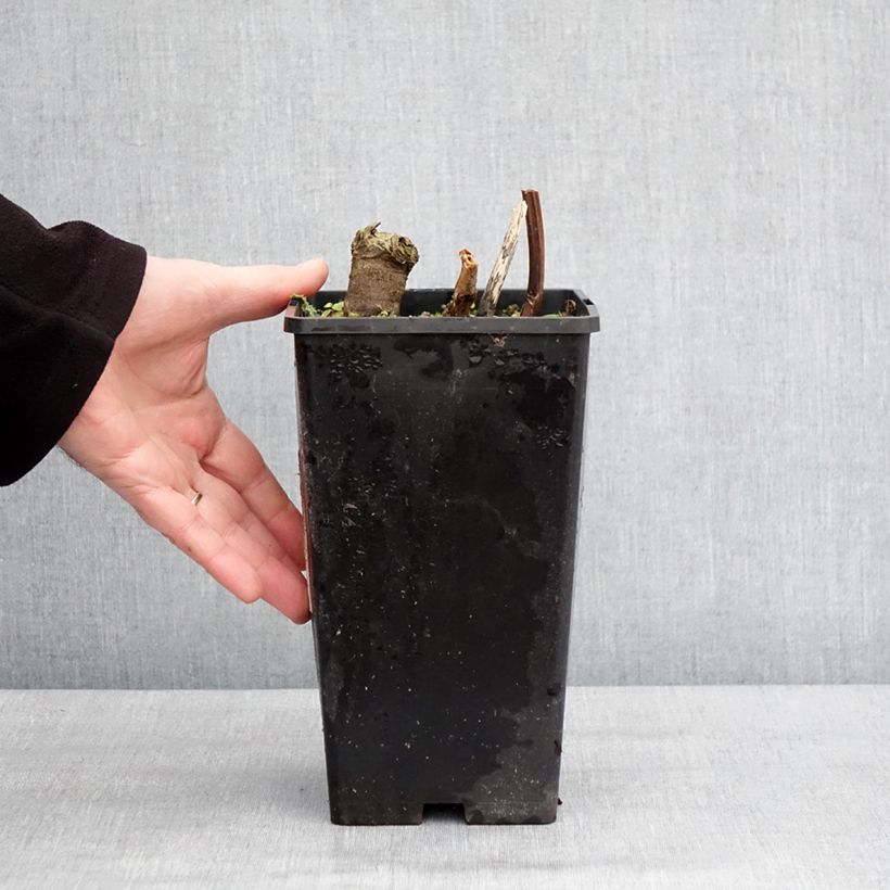 Amostra de Pivoine lactiflora Cheddar Cheese Vaso de 3 L/4 L tal como entregue no inverno