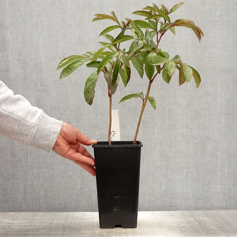 Amostra de Peónia chinesa Cheddar Cheese Vaso de 3 L/4 L tal como entregue na primavera