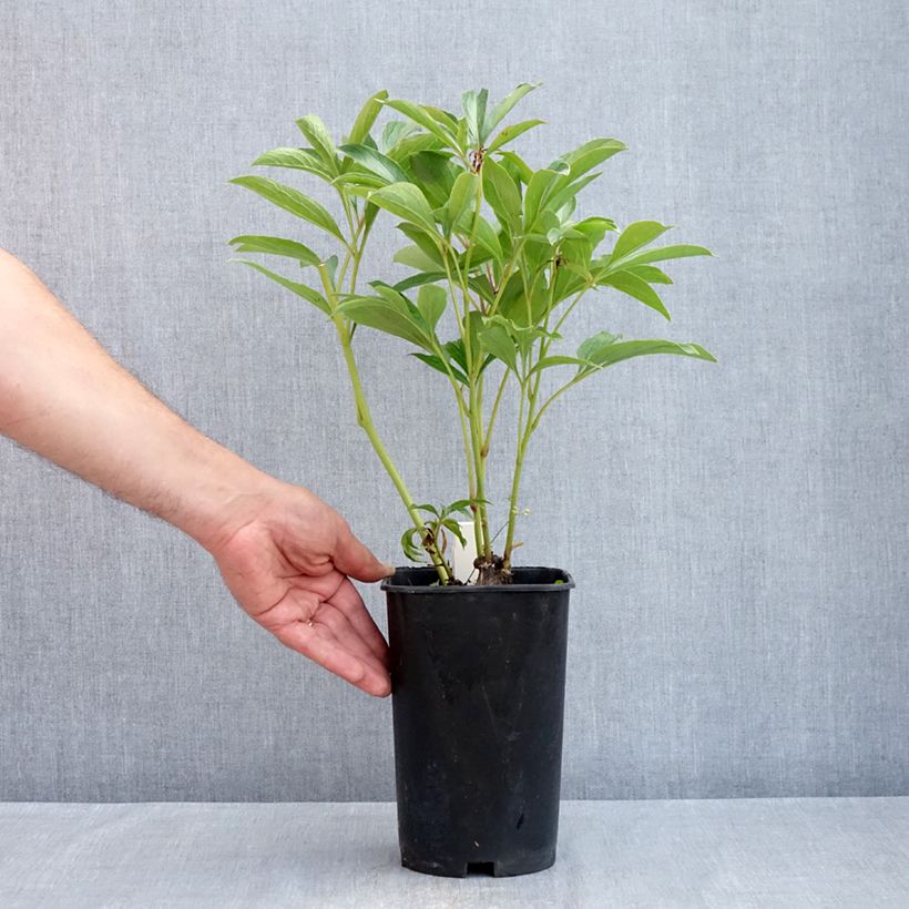 Amostra de Pivoine lactiflora Chiffon Parfait  Vaso de 3 L/4 L tal como entregue na primavera