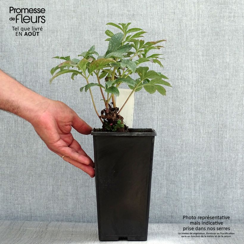 Amostra de Peónia chinesa Coral Charm Vaso de 3 L/4 L tal como entregue no verão
