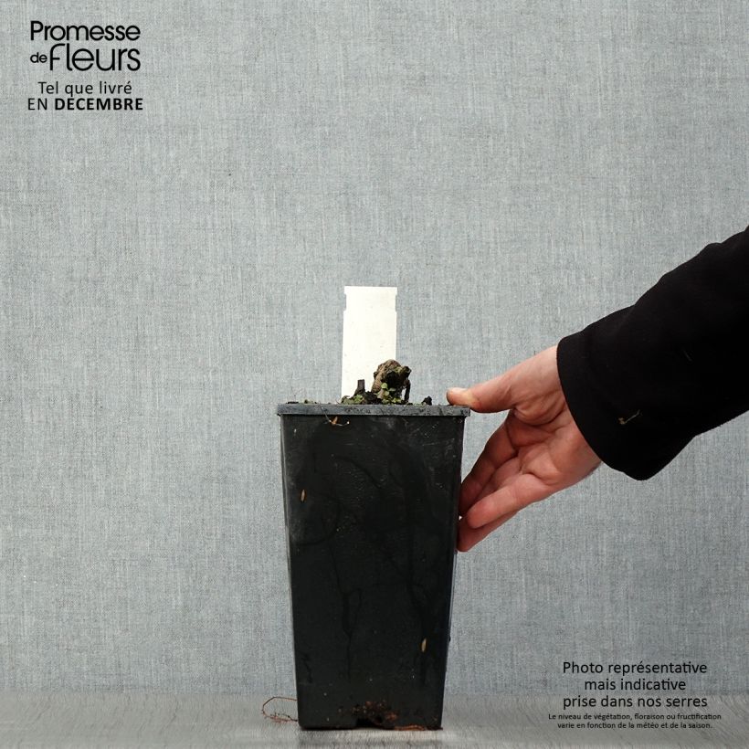 Amostra de Peónia chinesa Coral Charm Vaso de 3 L/4 L tal como entregue no inverno