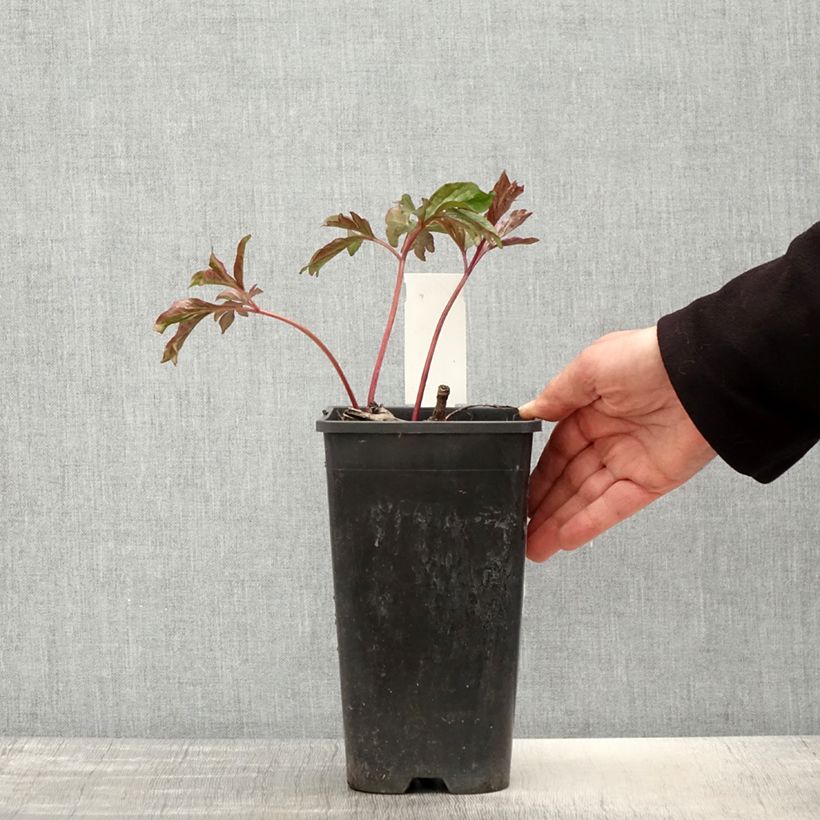 Amostra de Peónia chinesa Coral Charm Vaso de 3 L/4 L tal como entregue na primavera