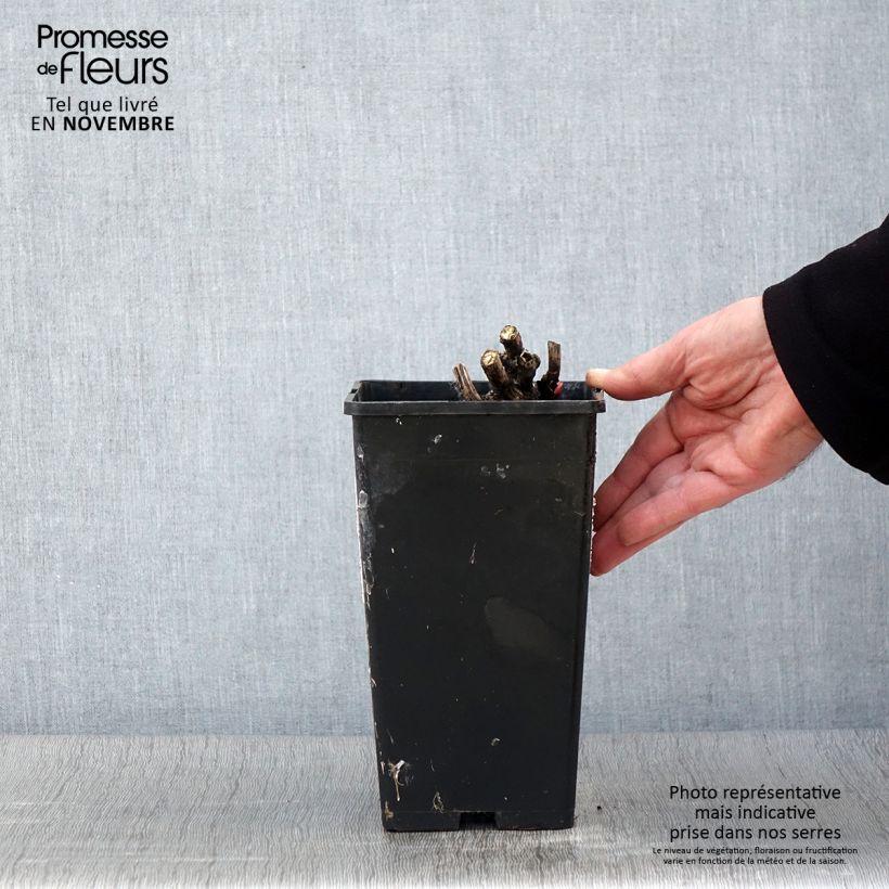 Amostra de Peónia chinesa Coral Magic Vaso de 3 L/4 L tal como entregue no outono