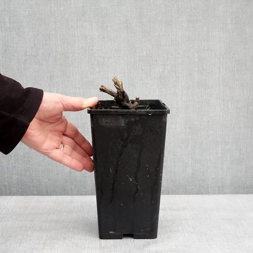 Amostra de Pivoine lactiflora Coral Magic Vaso de 3 L/4 L tal como entregue no inverno