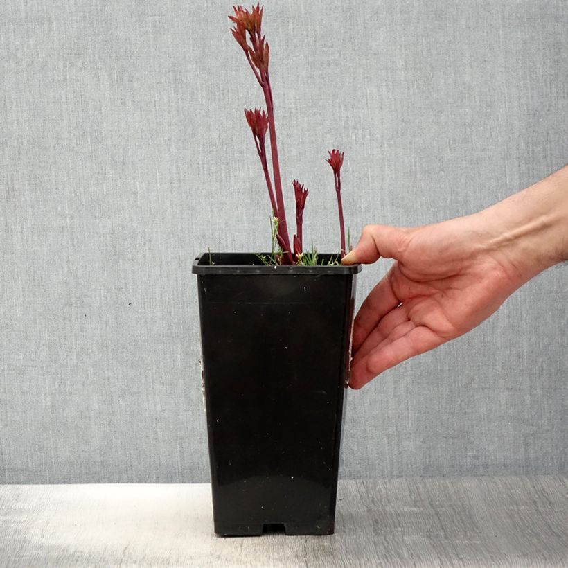 Amostra de Peónia chinesa Coral Magic Vaso de 3 L/4 L tal como entregue na primavera