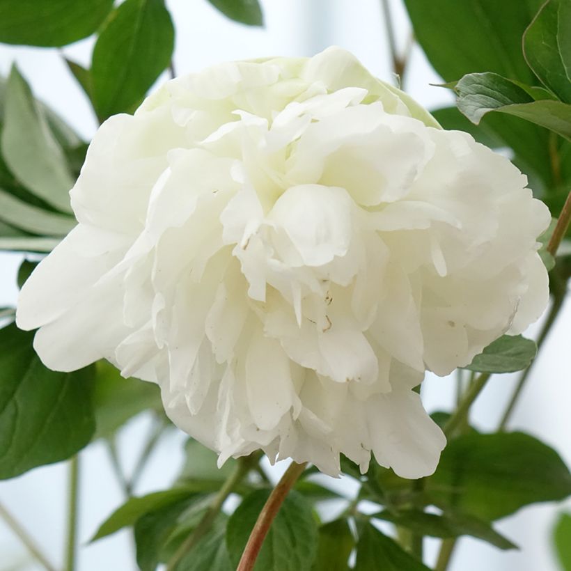 Peónia chinesa Corinne Wersan (Floração)
