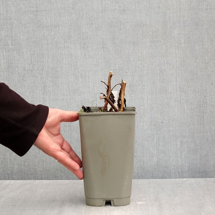 Amostra de Peónia chinesa Cytherea Vaso de 3 L/4 L tal como entregue no outono