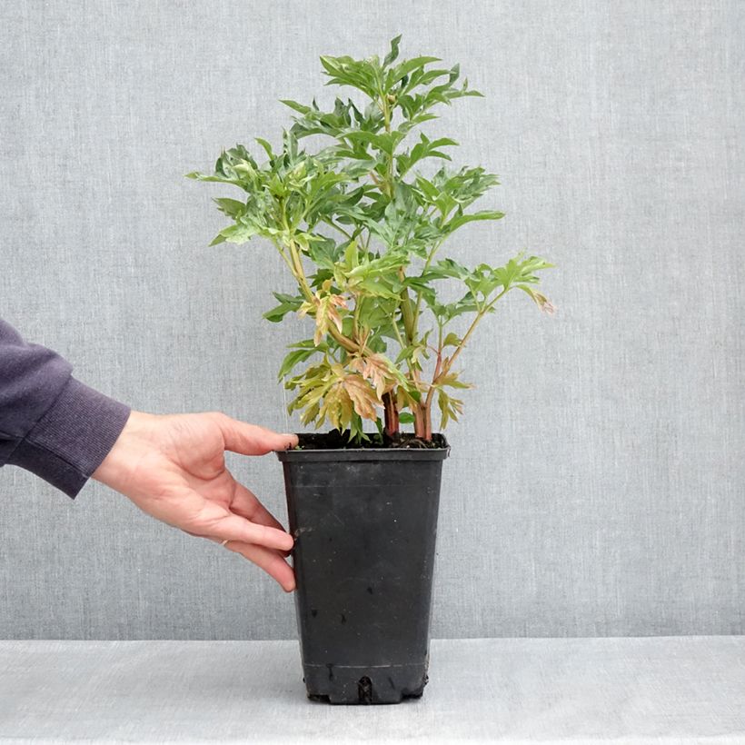 Amostra de Peónia chinesa Cytherea Vaso de 3 L/4 L tal como entregue na primavera