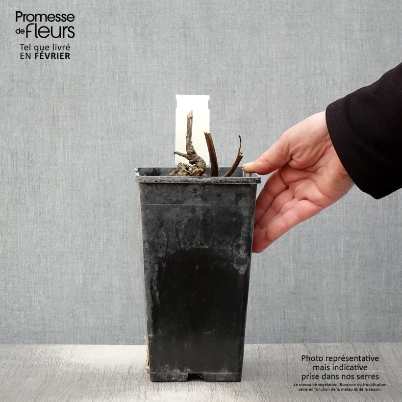 Amostra de Pivoine lactiflora Doreen Vaso de 3 L/4 L tal como entregue no inverno