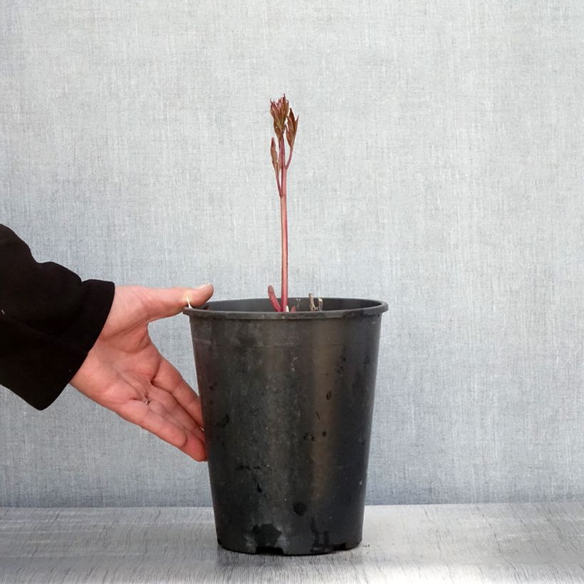 Amostra de Peónia chinesa Dr Alexander Fleming Vaso de 3 L/4 L tal como entregue na primavera