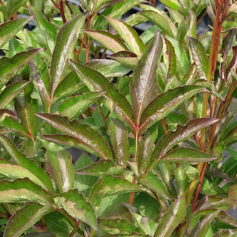 Peónia chinesa Duchesse de Nemours (Folhagem)