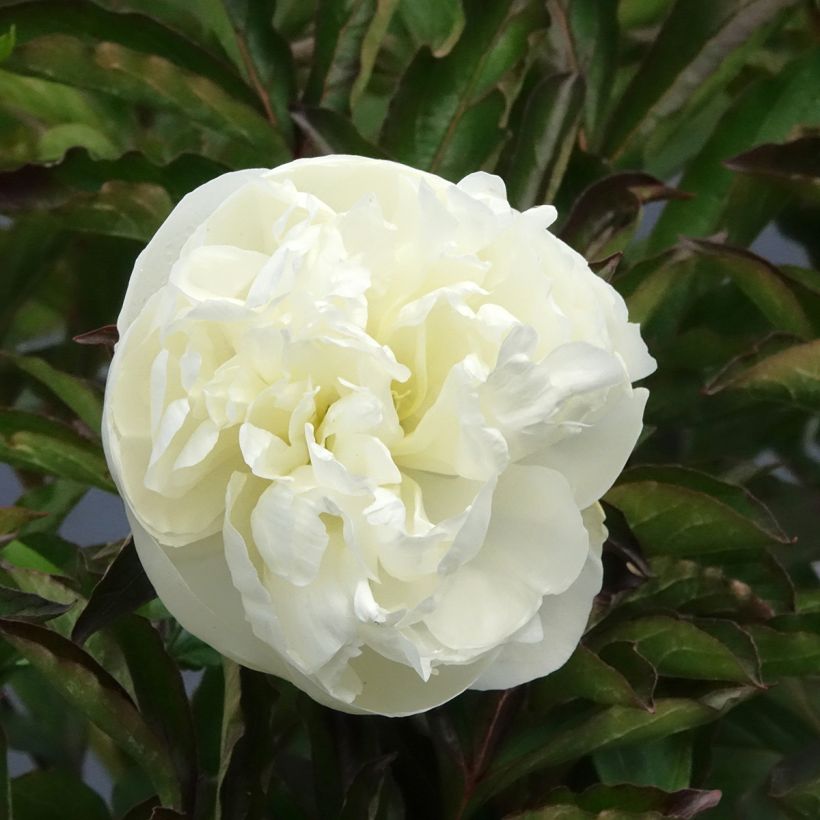 Peónia chinesa Duchesse de Nemours (Floração)