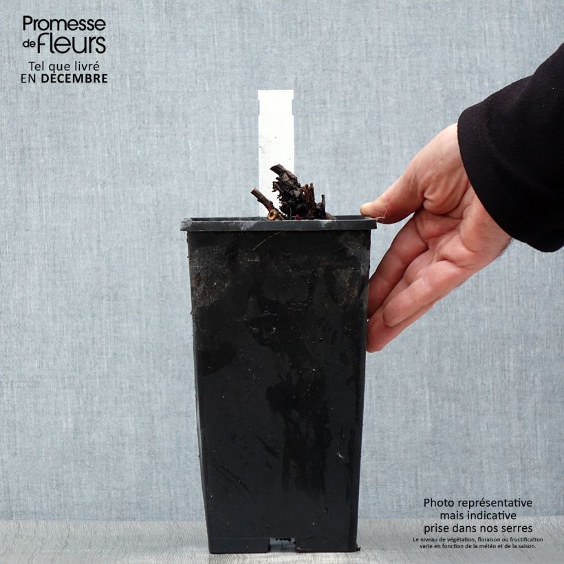 Amostra de Peónia chinesa Duchesse de Nemours Vaso de 3 L/4 L tal como entregue no inverno