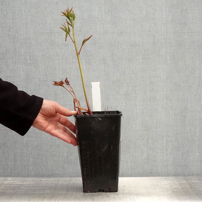 Amostra de Peónia chinesa Duchesse de Nemours Vaso de 3 L/4 L tal como entregue na primavera