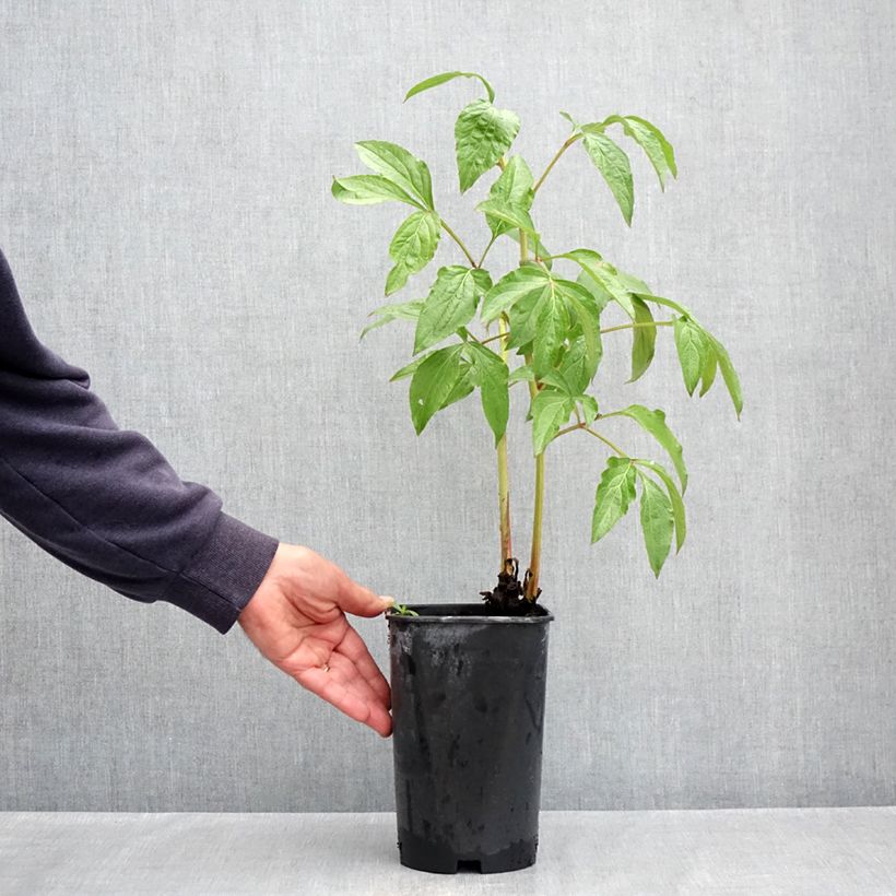 Amostra de Pivoine lactiflora Dynasty Pot de 4L/5L tal como entregue na primavera