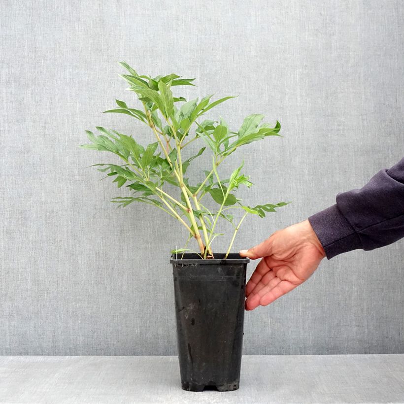 Amostra de Pivoine lactiflora Early flamingo Pot de 4L/5L tal como entregue na primavera