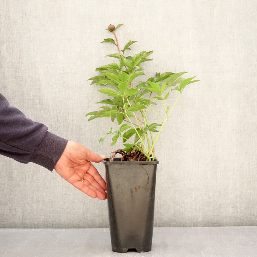 Amostra de Pivoine lactiflora Fantastic Vaso de 3 L/4 L tal como entregue na primavera