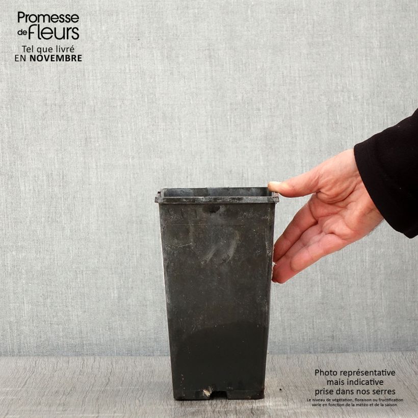 Amostra de Peónia chinesa Festiva Maxima Vaso de 3 L/4 L tal como entregue no outono