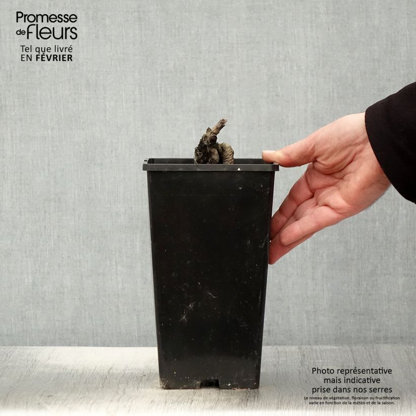 Amostra de Peónia chinesa Festiva Maxima Vaso de 3 L/4 L tal como entregue no inverno