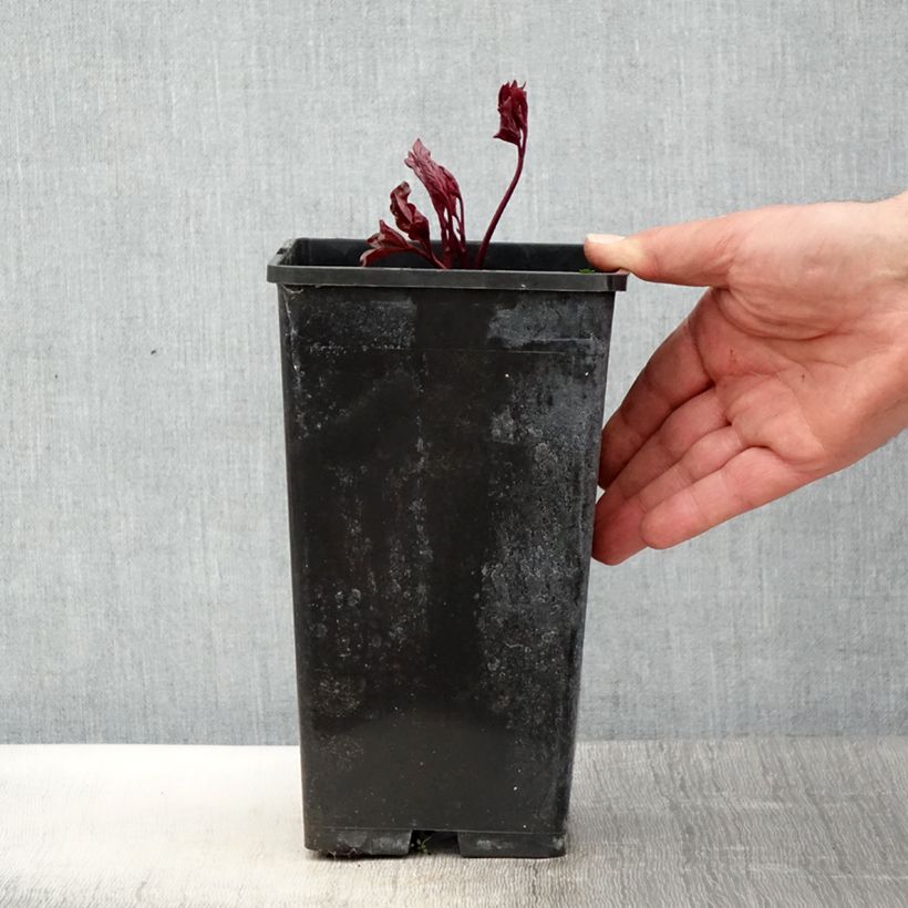 Amostra de Peónia chinesa Festiva Maxima Vaso de 3 L/4 L tal como entregue na primavera