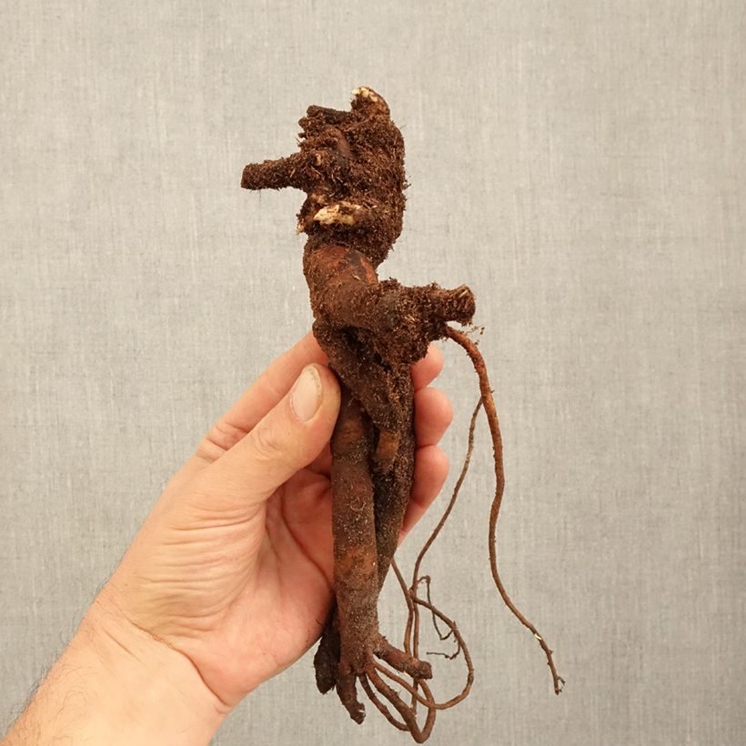 Amostra de Peónia chinesa Festiva Maxima Cepo 3/5 olhos tal como entregue no inverno