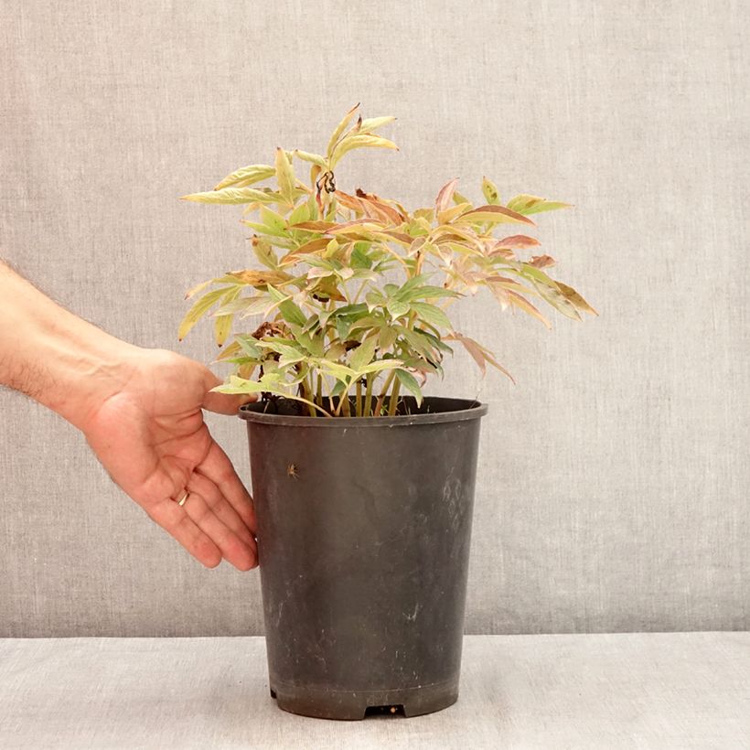 Amostra de Pivoine lactiflora Fleur de Pêcher Vaso de 3 L/4 L tal como entregue no verão