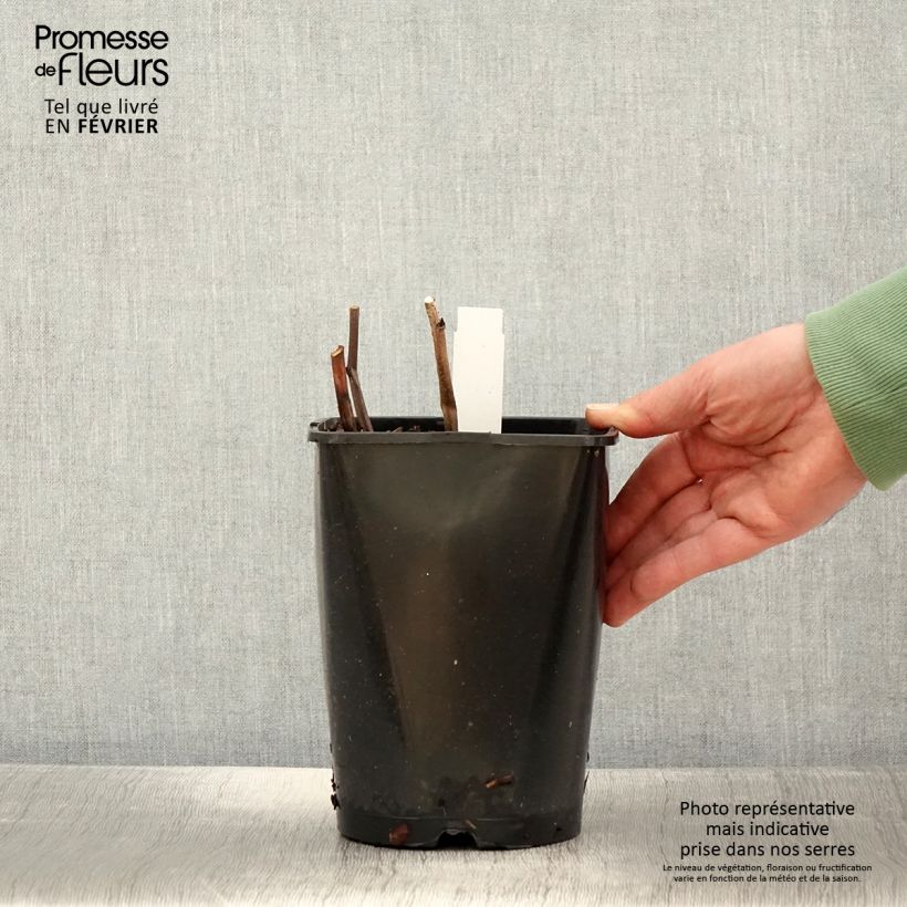 Amostra de Peónia chinesa Françoise Ortegat Vaso de 3 L/4 L tal como entregue no inverno