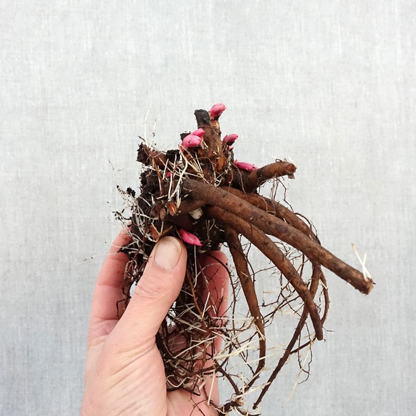 Amostra de Peónia chinesa Françoise Ortegat Cepo 3/5 olhos tal como entregue no inverno