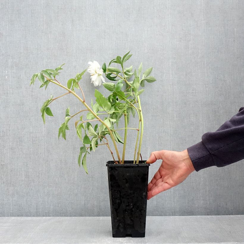 Amostra de Pivoine lactiflora Fringed Ivory Vaso de 4 L/5 L tal como entregue na primavera