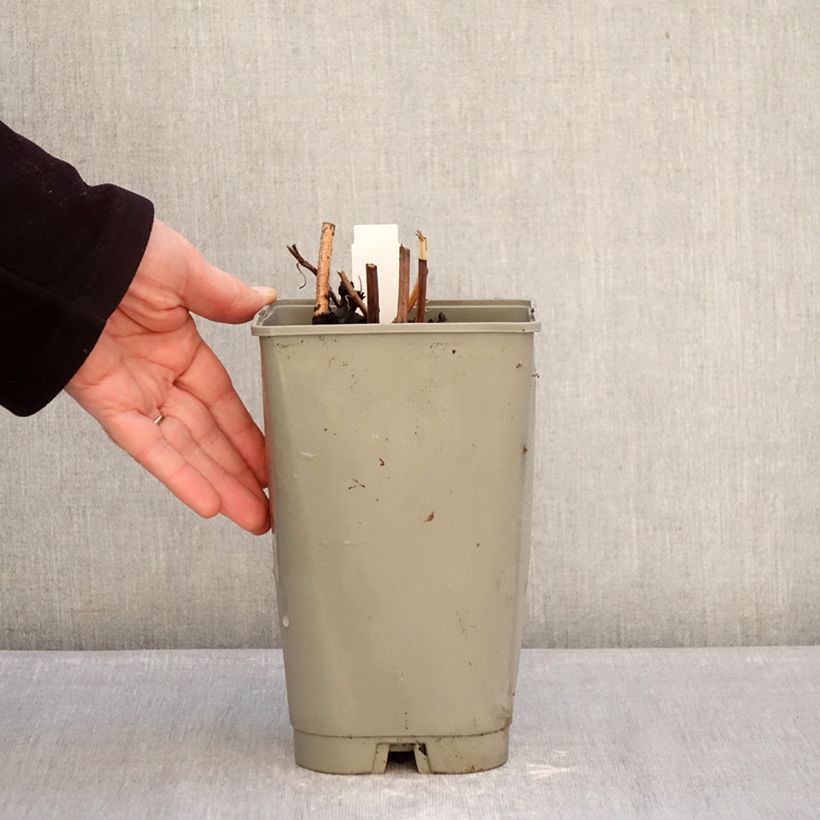 Amostra de Peónia chinesa Green Halo Vaso de 3 L/4 L tal como entregue no inverno