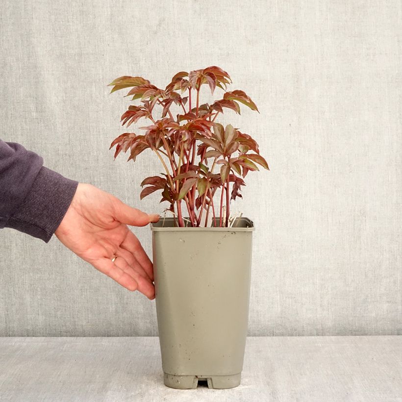 Amostra de Peónia chinesa Green Halo Vaso de 3 L/4 L tal como entregue na primavera