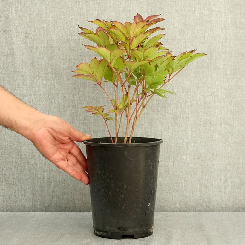 Amostra de Peónia chinesa Green Lotus Vaso de 3 L/4 L tal como entregue no verão