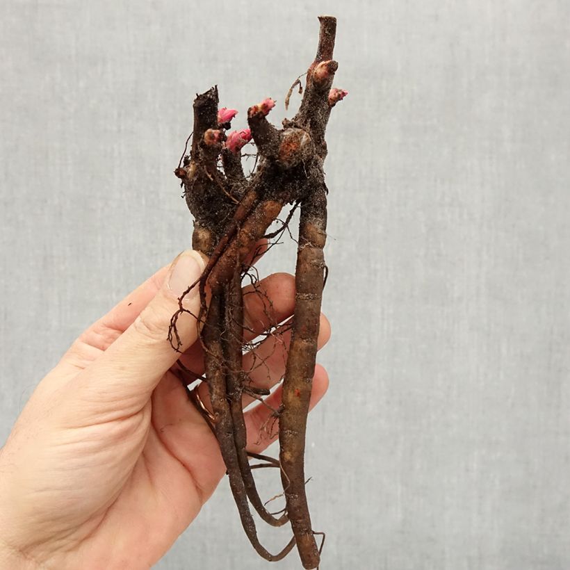 Amostra de Pivoine lactiflora Henry Bockstoce  Cepo 3/5 olhos tal como entregue no inverno