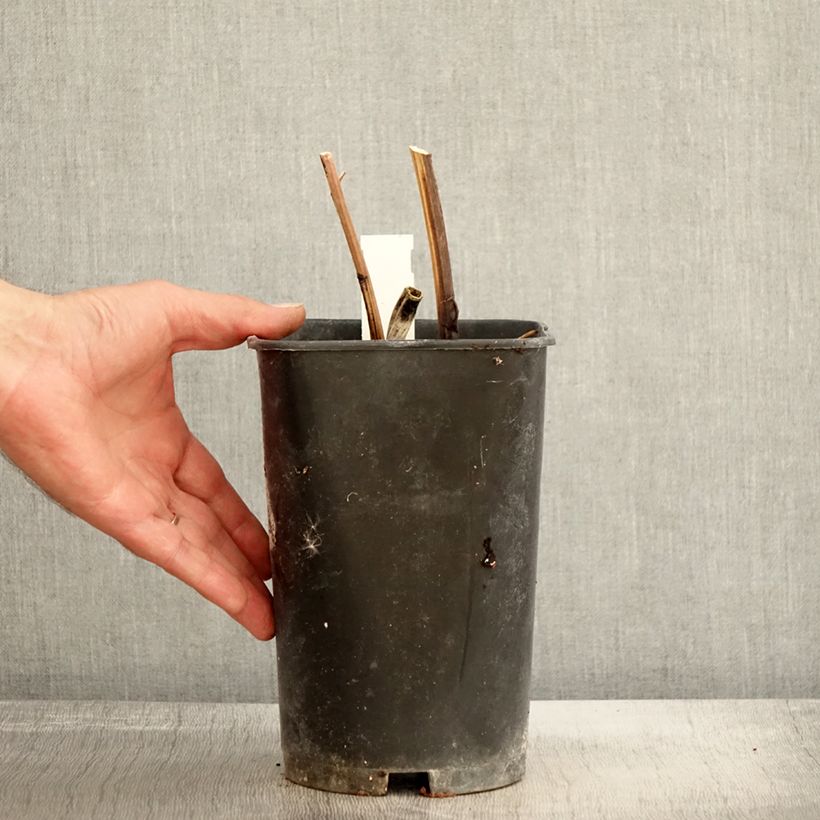 Amostra de Peónia chinesa Immaculée Vaso de 3 L/4 L tal como entregue no outono