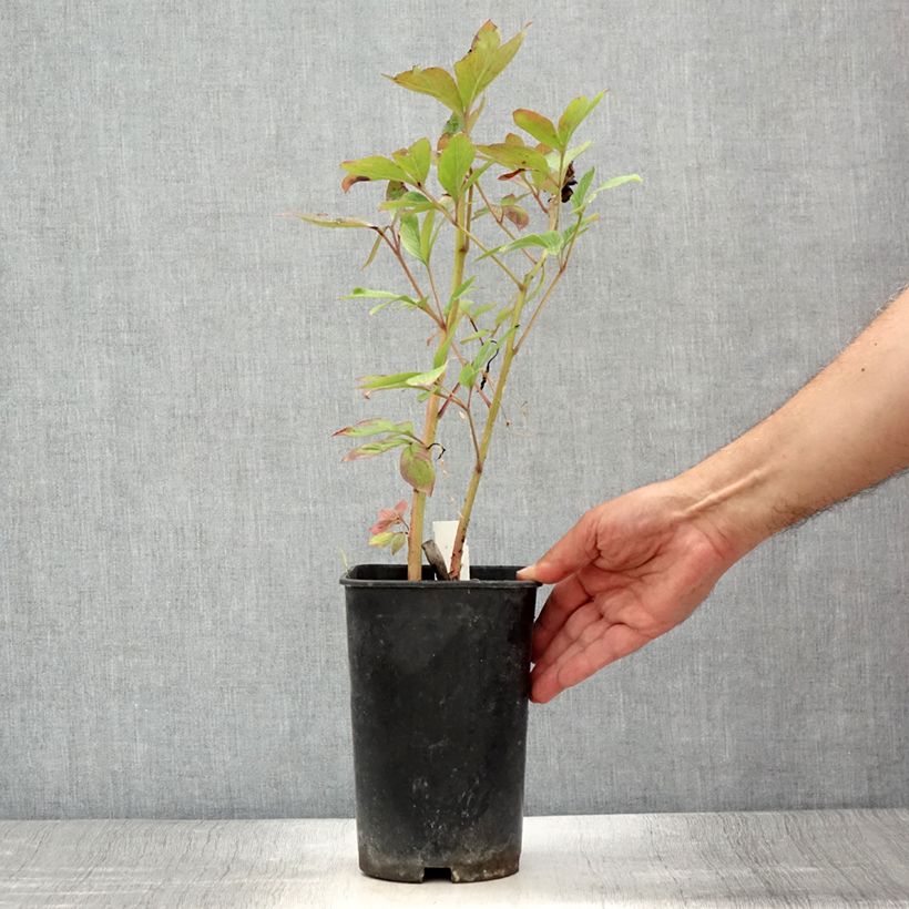 Amostra de Peónia chinesa Immaculée Vaso de 3 L/4 L tal como entregue no verão
