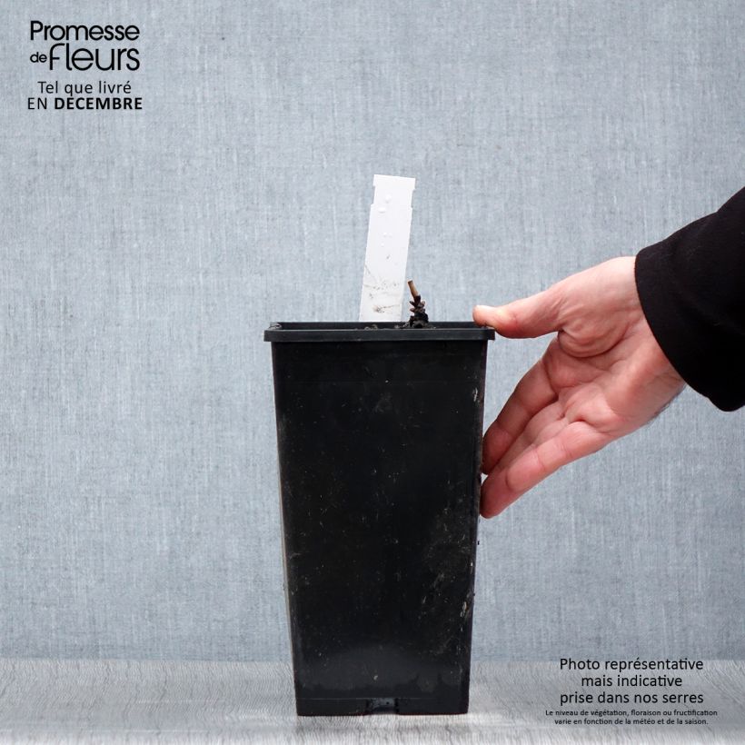 Amostra de Pivoine lactiflora Immaculée Vaso de 3 L/4 L tal como entregue no inverno