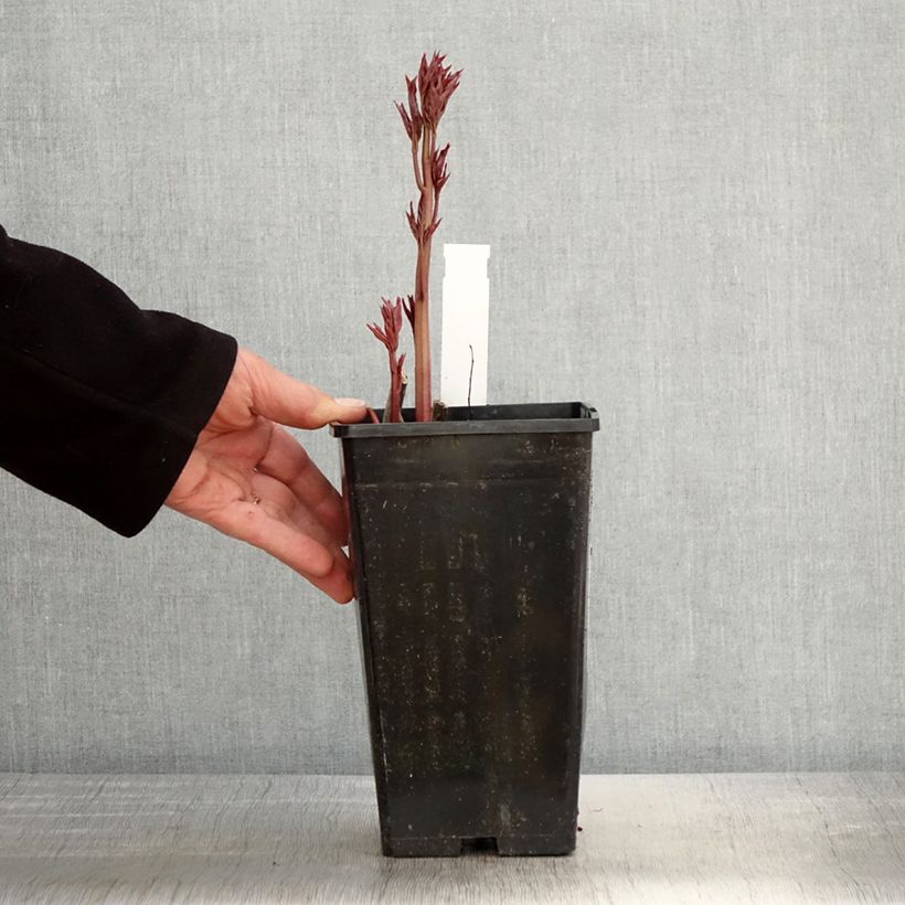 Amostra de Peónia chinesa Immaculée Vaso de 3 L/4 L tal como entregue na primavera