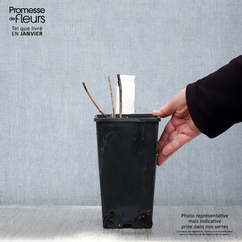 Amostra de Pivoine lactiflora Inspecteur Lavergne Vaso de 3 L/4 L tal como entregue no inverno