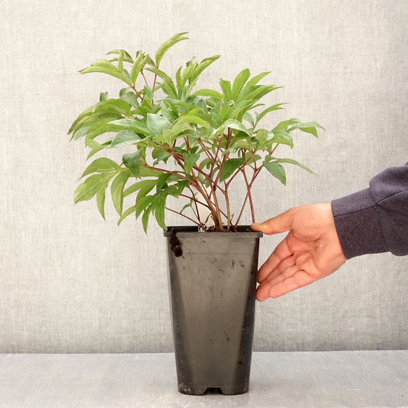 Amostra de Peónia chinesa Inspecteur Lavergne Vaso de 3 L/4 L tal como entregue na primavera