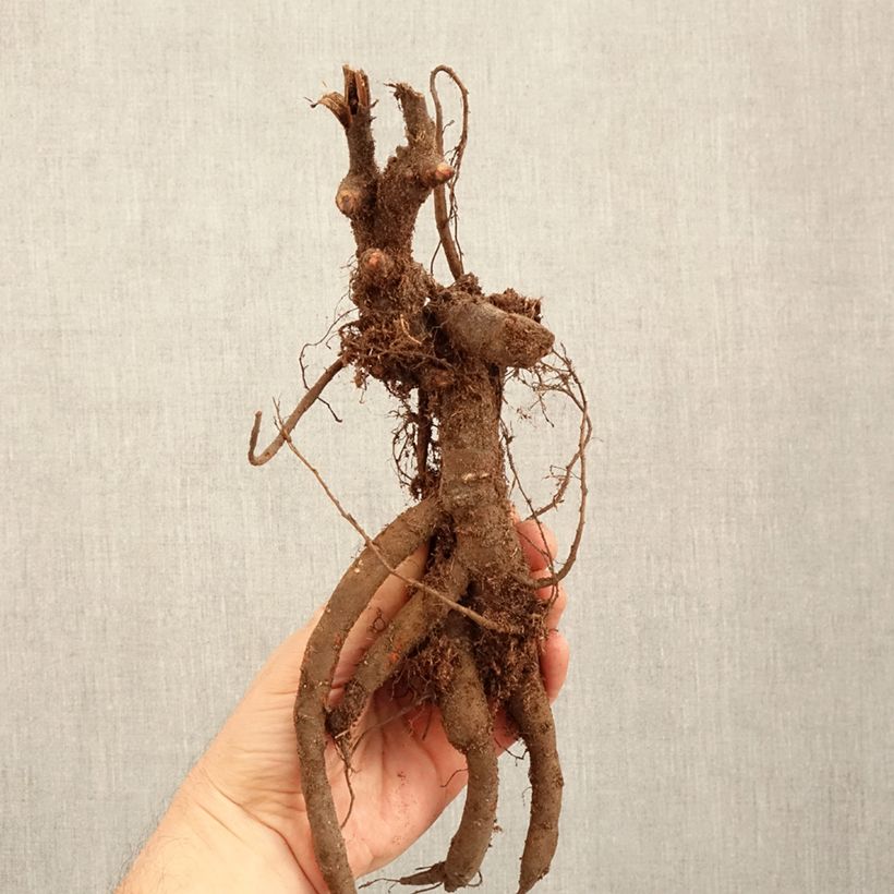 Amostra de Pivoine lactiflora Inspecteur Lavergne Cepo 3/5 olhos tal como entregue no inverno