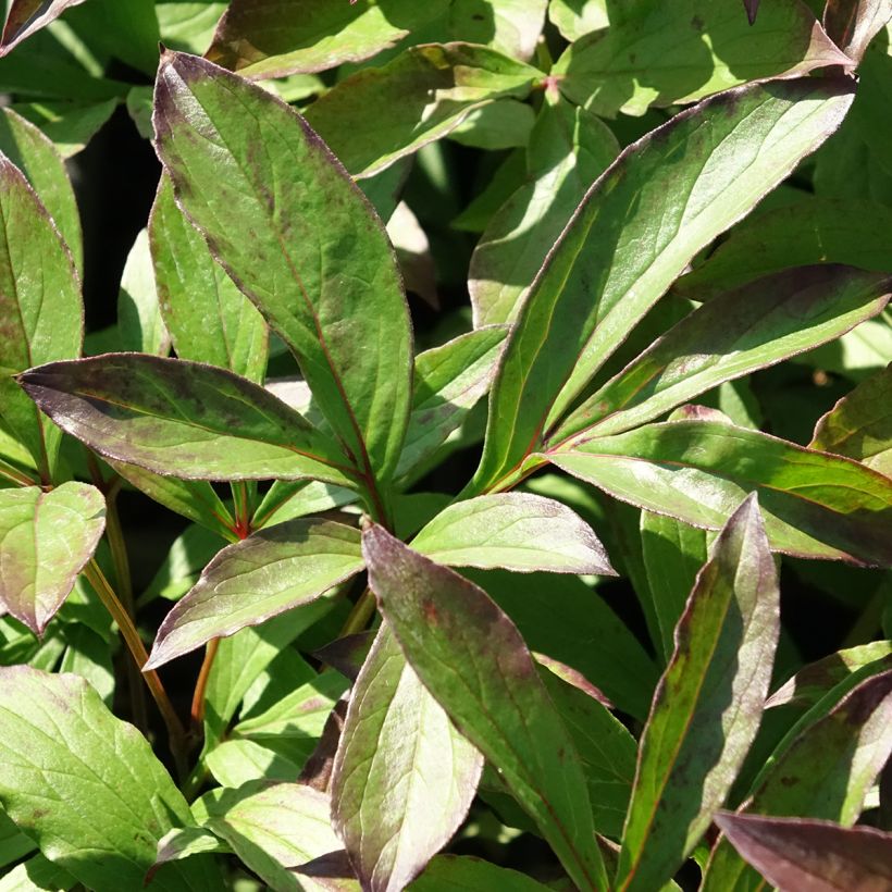Peónia chinesa Jacorma (Folhagem)