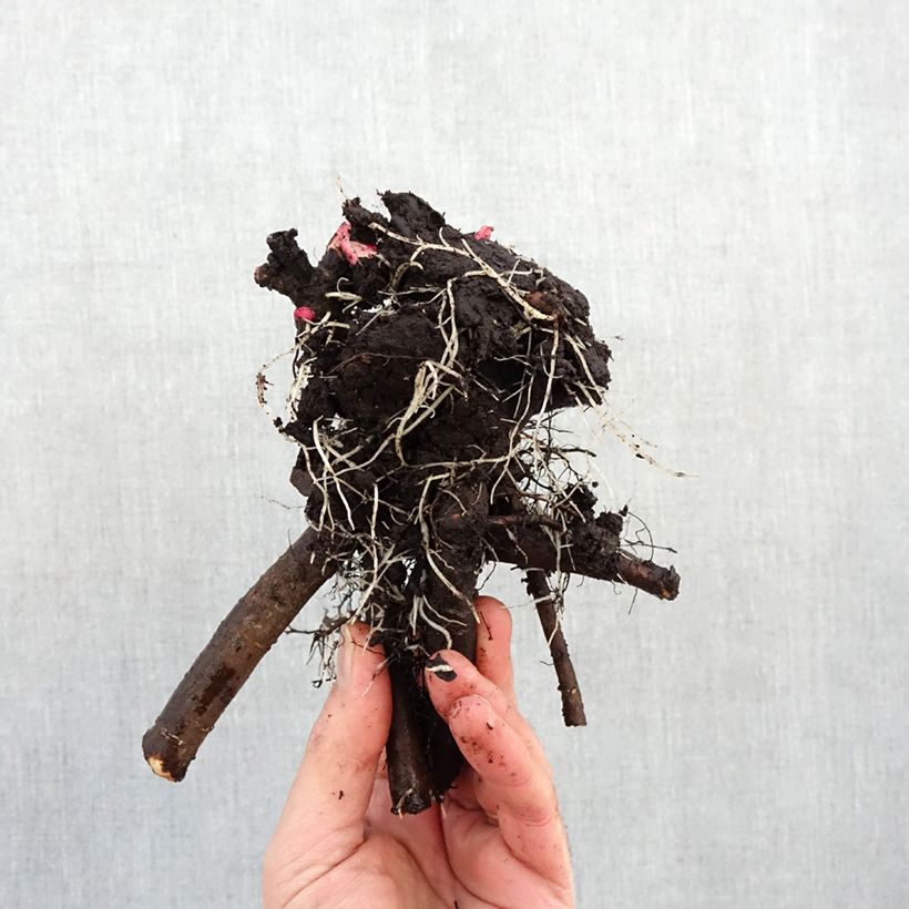 Amostra de Pivoine lactiflora Jacorma Cepo 3/5 olhos tal como entregue no inverno