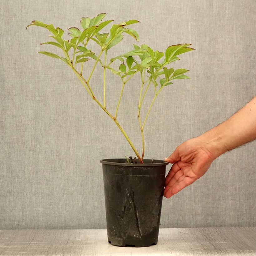 Amostra de Peónia chinesa Jan van Leeuwen Vaso de 3 L/4 L tal como entregue no verão